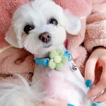 Dress Them With Style — Plaid Cat Collar with Tie Knot 5