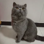 Siamese Kitten Cat Jewelry Collar for Cats Gotas Bling Rhinestones Pearl Pet Necklace Accessories Sphynx Kedi mascotas Collars 1