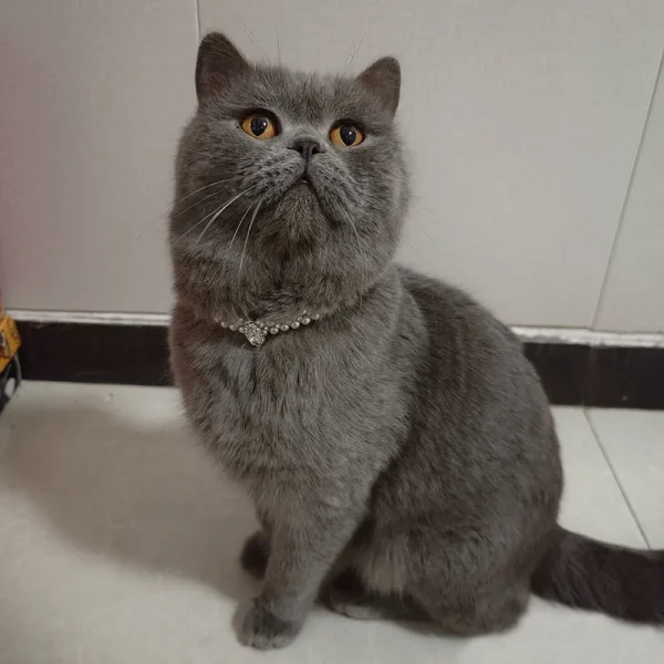 Siamese Kitten Cat Jewelry Collar for Cats Gotas Bling Rhinestones Pearl Pet Necklace Accessories Sphynx Kedi mascotas Collars 1