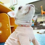 Luxury Cat Puppy Pearl Necklace Rhinestone Collar for Cats Small Dogs Ragdoll Cat Sphynx Necklaces Pet Accessories collier chat 3