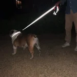 Cats Dogs Harness Collar Lead Strap Night Reflection Dog Pet Towing Rope 1.2/1.5/1.8m Guard Rope Pet Walking Training Leash 2