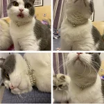 Luxury Cat Puppy Pearl Necklace Rhinestone Collar for Cats Small Dogs Ragdoll Cat Sphynx Necklaces Pet Accessories collier chat 4